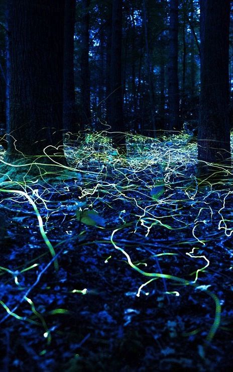 Firefly photo by Radim Schrieber, Smoky Mountains