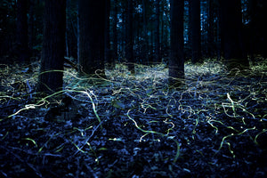 Blue Ghost Fireflies in North Carolina, photographed by Spencer Black