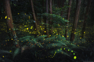 Fireflies photographed by Daniel Kordan