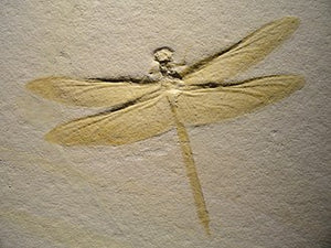 Jurassic Period Dragonfly Fossil