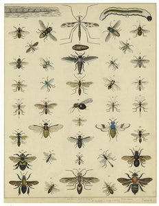 Sterling Fly Brooch, Diptera