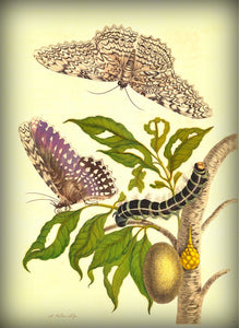 Exquisite Painting by intrepid traveler and highly skilled draughtswoman, Maria Sybila Merian, who traveled to Surinam in the 18th c with her daughter, and chronicled thousand of species of insects. She then printed her paintings and compiled a volume, one of the first of the Study of Insects and their mysterious ways.