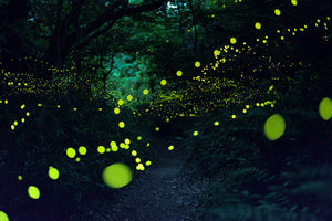 Fireflies photgraphed at dusk in the Great Smoky Mountains by Radim Schrieber, web: www.FireflyExperience.org