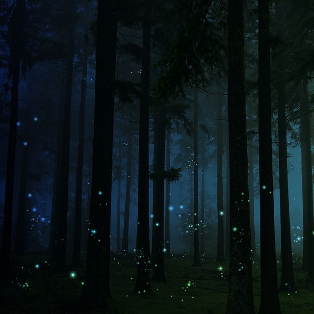 Phaussis Reticulata, Blue Ghost Fireflies are found in the southern United States, often found deep in dark ravines