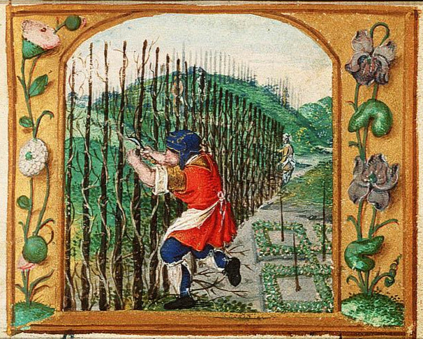 Early Viticulture